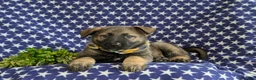 Mixed Breed dogs for sale: Barclay - Ad 5