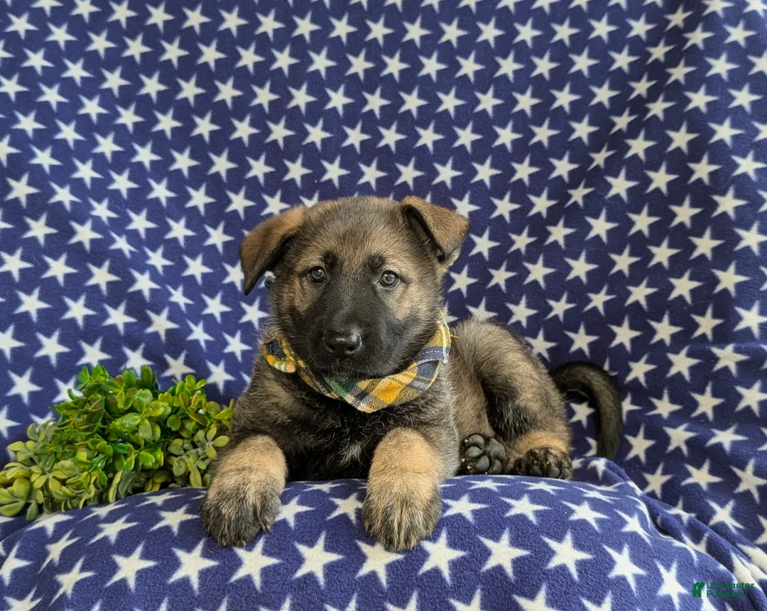 Mixed Breed dogs for sale: Barclay - Ad 5