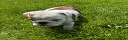 English Bulldog dogs for sale: Sweetpea - Ad 2