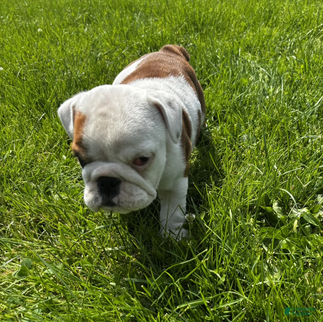 English Bulldog dogs for sale: Sweetpea - Ad 2