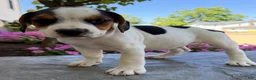 Beabull dogs for sale: Baxter - Ad 7