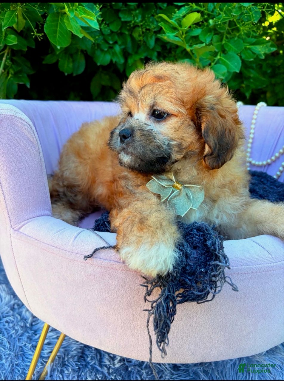 Shihpoo dogs Sebastian - Ad 2