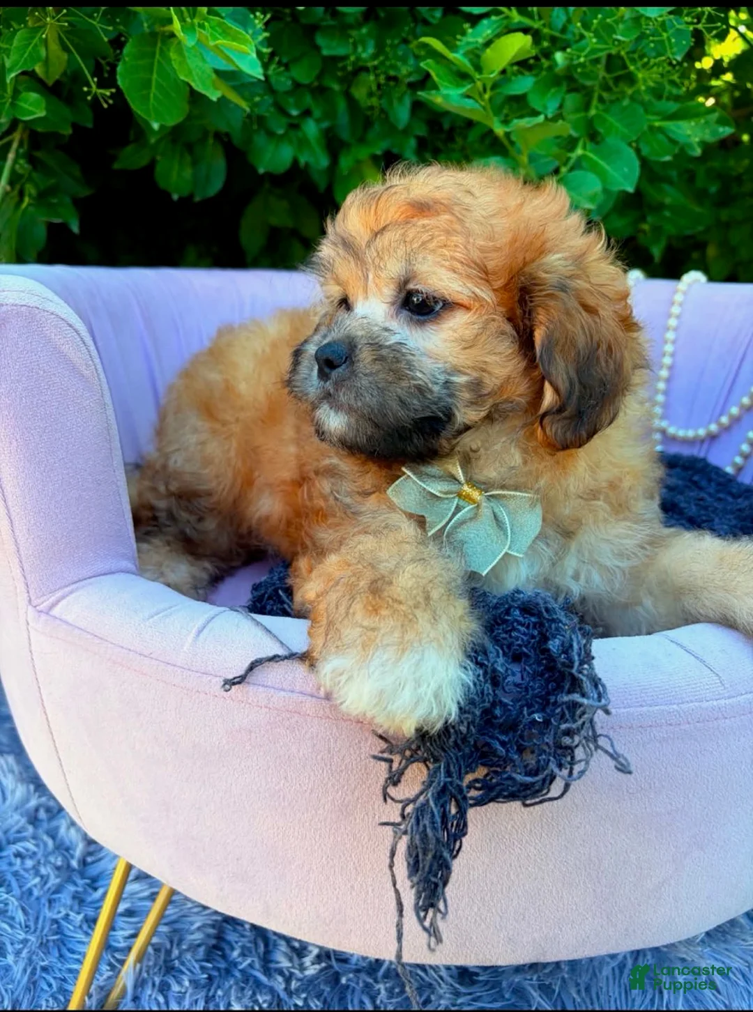 Shihpoo dogs for sale: Sebastian - Ad 2