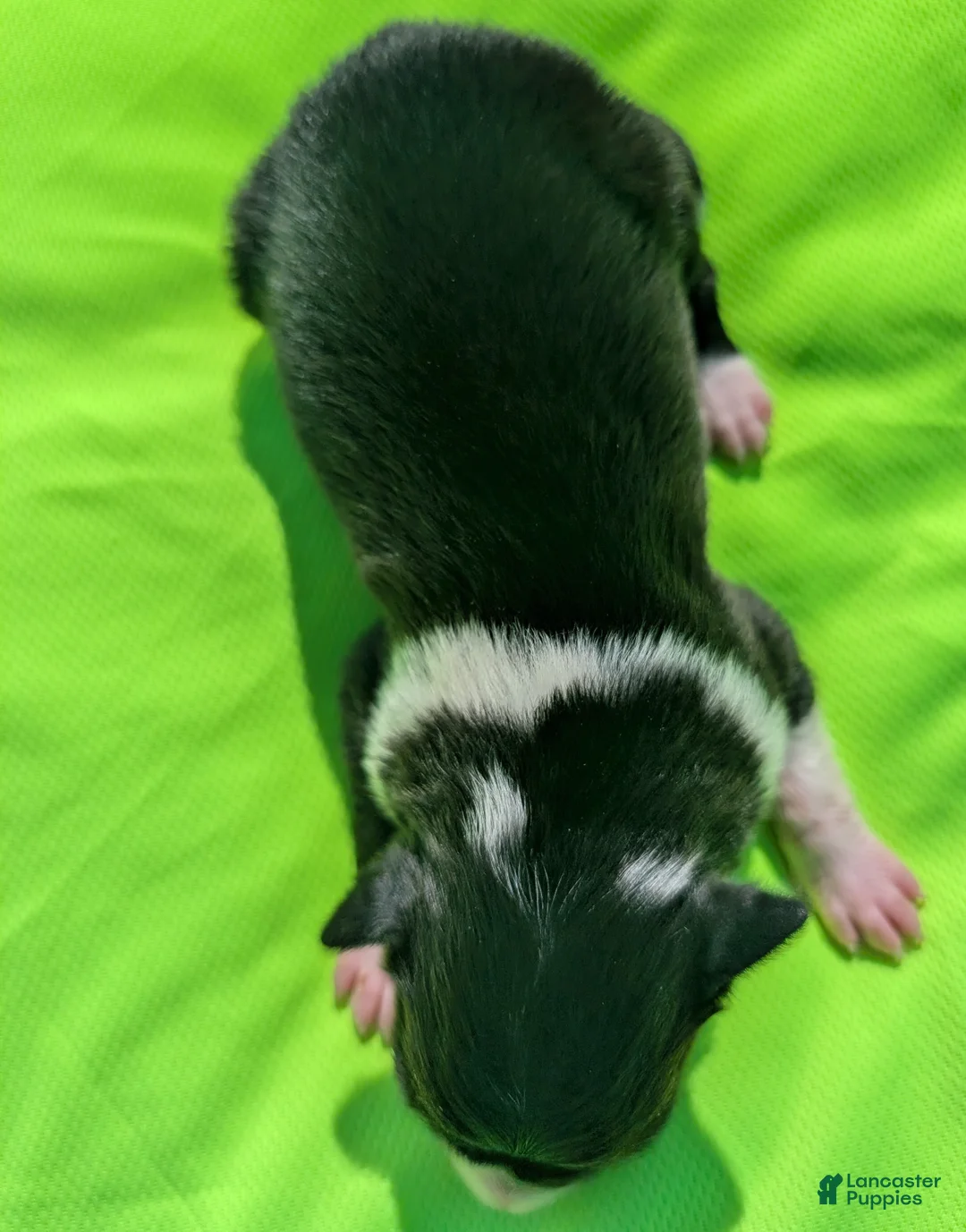 Border Collie dogs for sale: Puppy #2 - Ad 2
