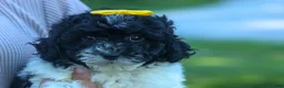 Cavapoo dogs for sale: Gracie  - Ad 14