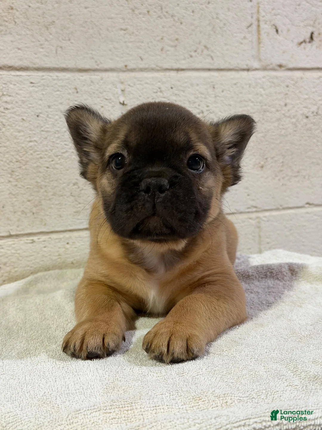 French Bulldog dogs for sale: Frankie FLUFFY - Ad 2