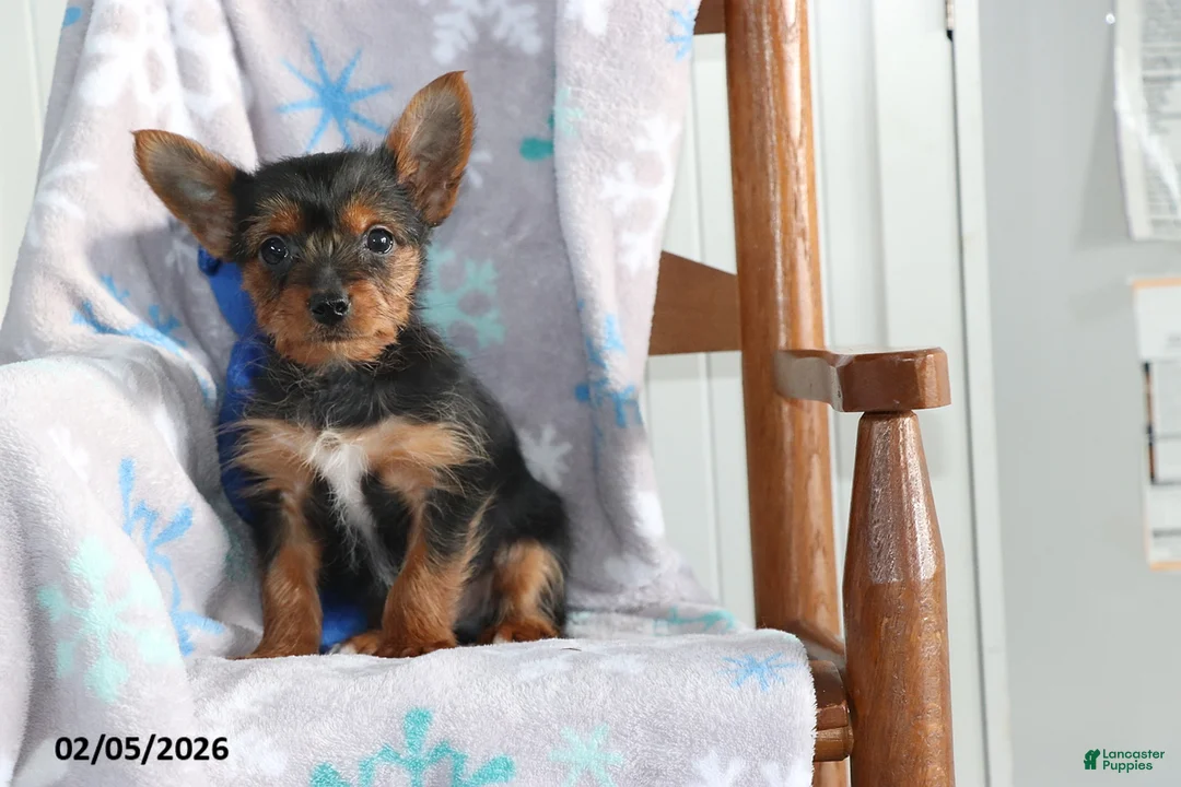 Yorkshire Terrier dogs for sale: Nick  - Ad 2