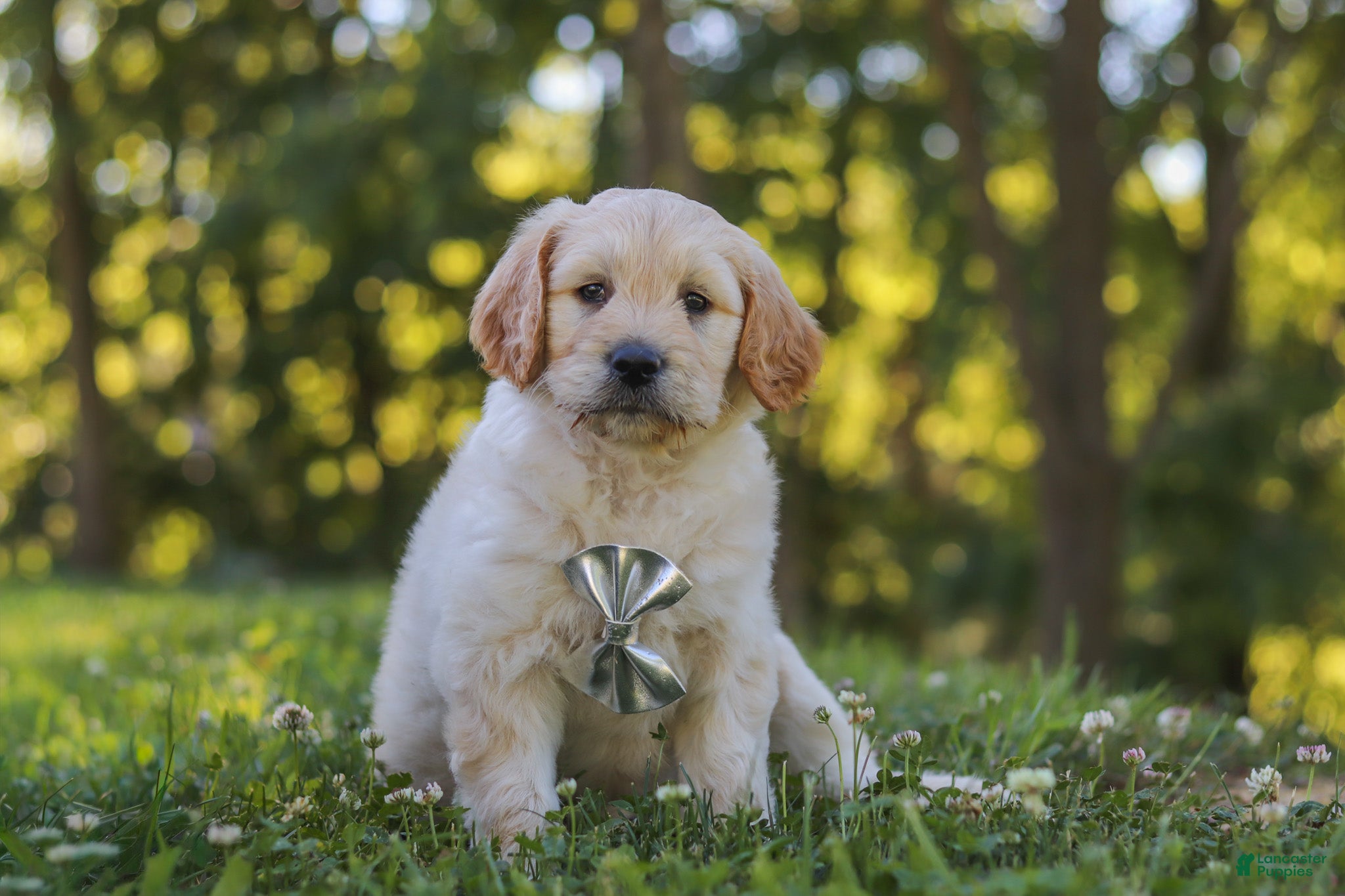 Mixed Breed dogs Jack - Ad 1