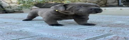 Cane Corso dogs for sale: Cane Corso yellow collar - Ad 2