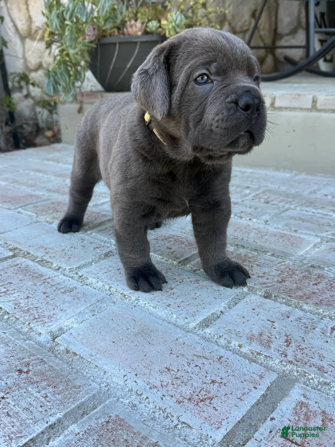 Cane Corso dogs for sale: Cane Corso yellow collar - Ad 2