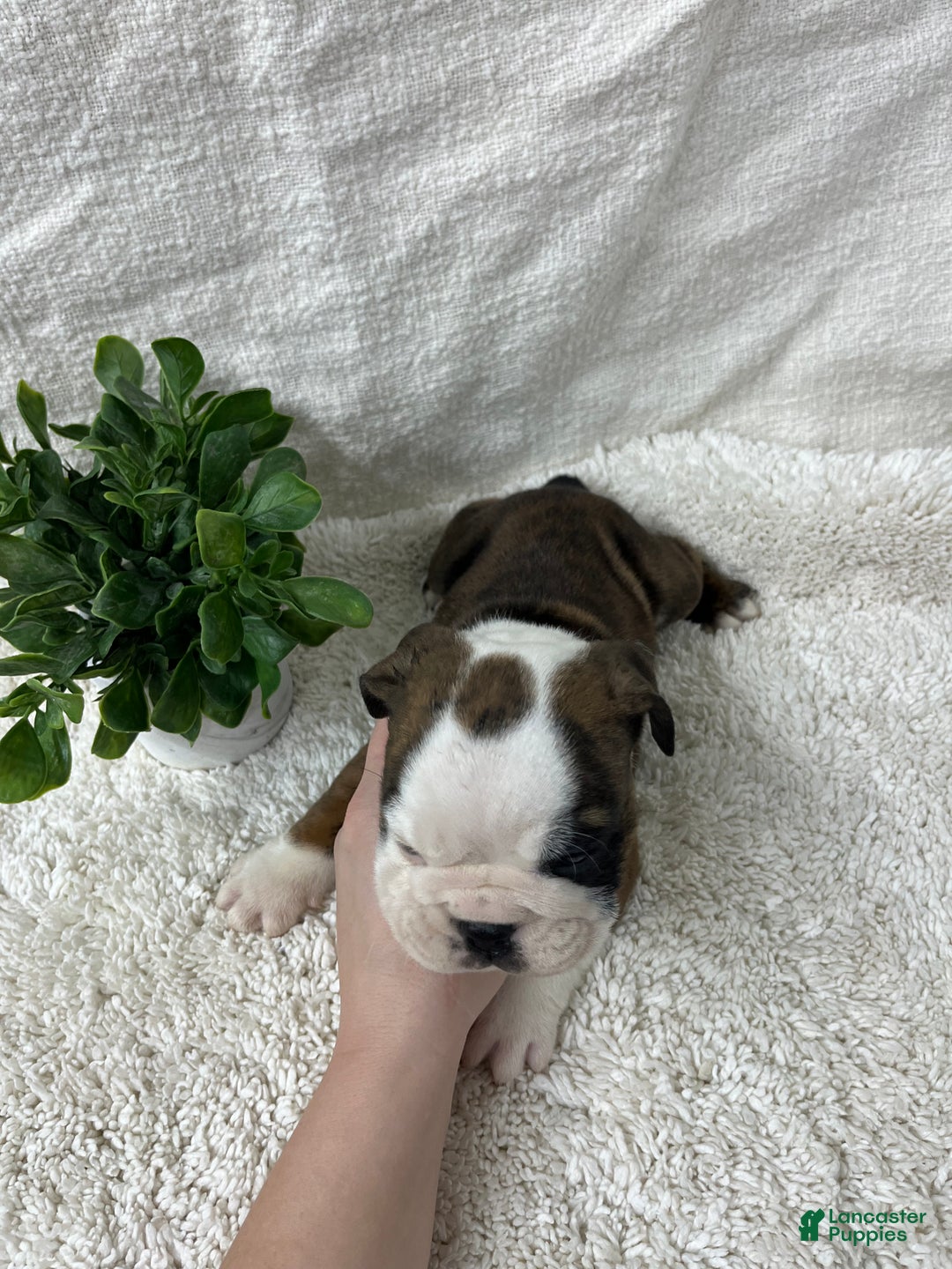 English Bulldog dogs for sale: Hank - Ad 3