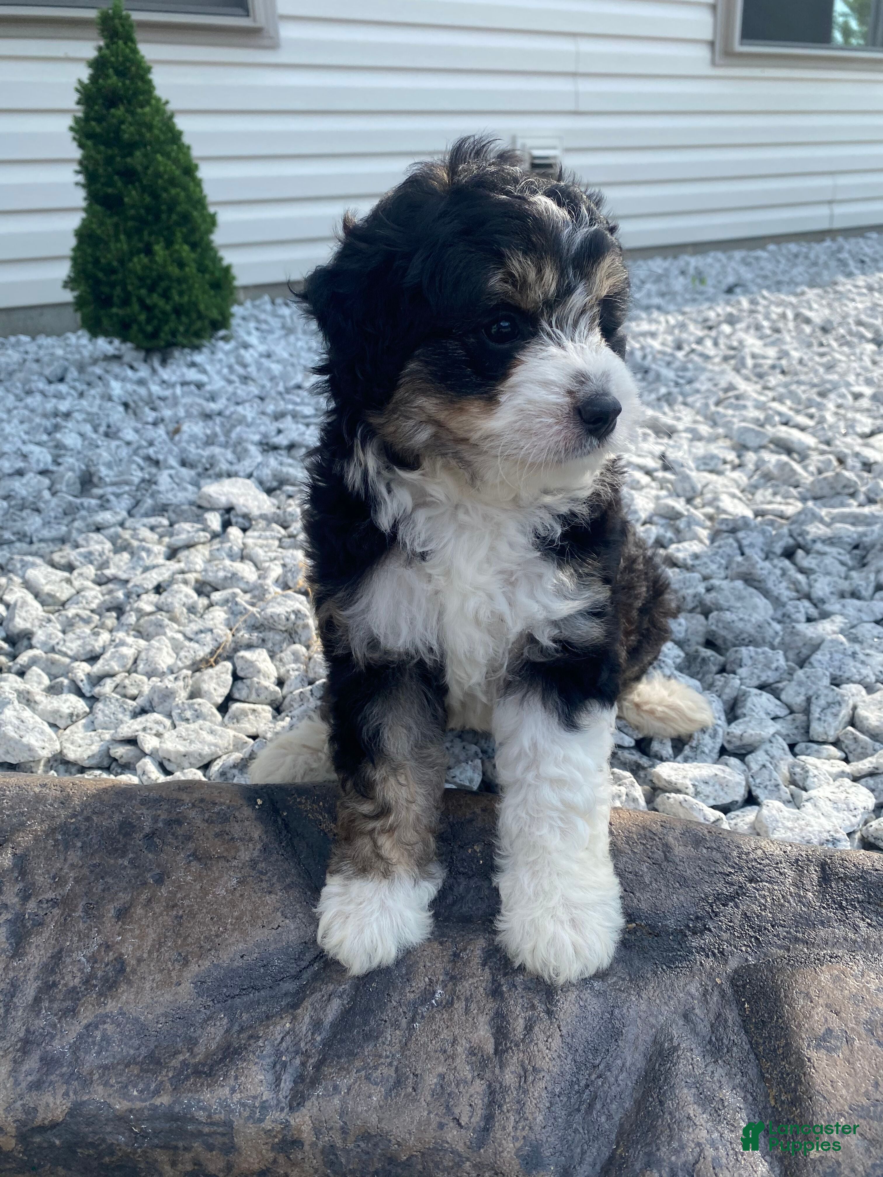 Mini Aussiedoodle dogs Kara - Ad 2