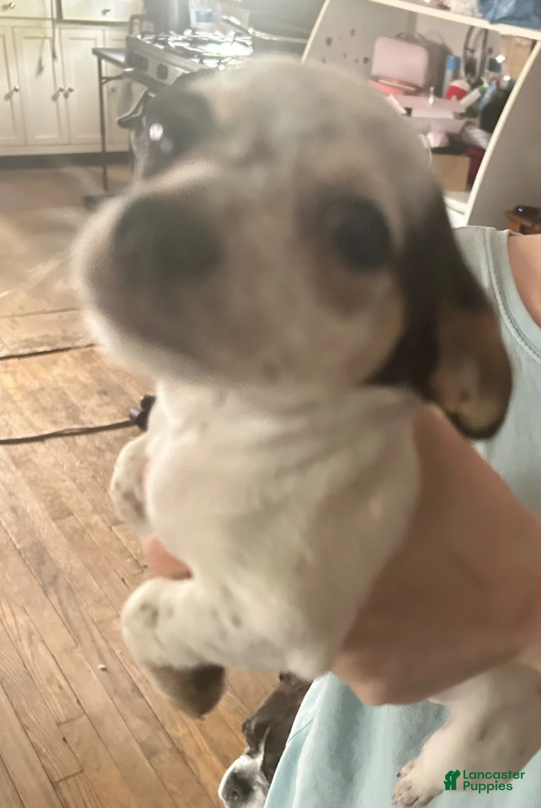 Chihuahua dogs for sale: Chihuahua 1 - Ad 1