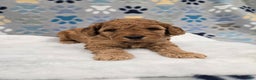 Mini Goldendoodle dogs for sale: Scout - Ad 4