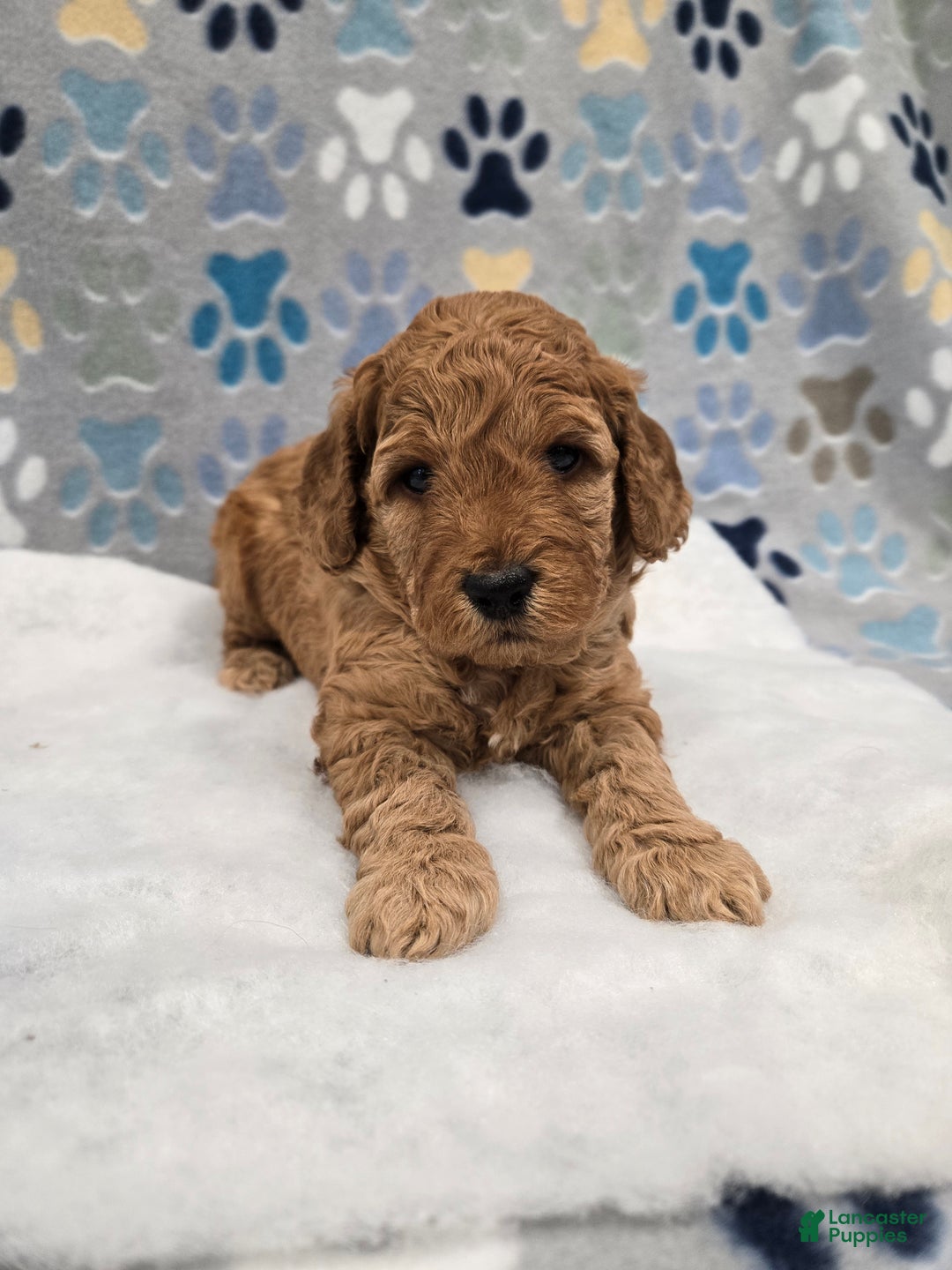 Mini Goldendoodle dogs for sale: Scout - Ad 4