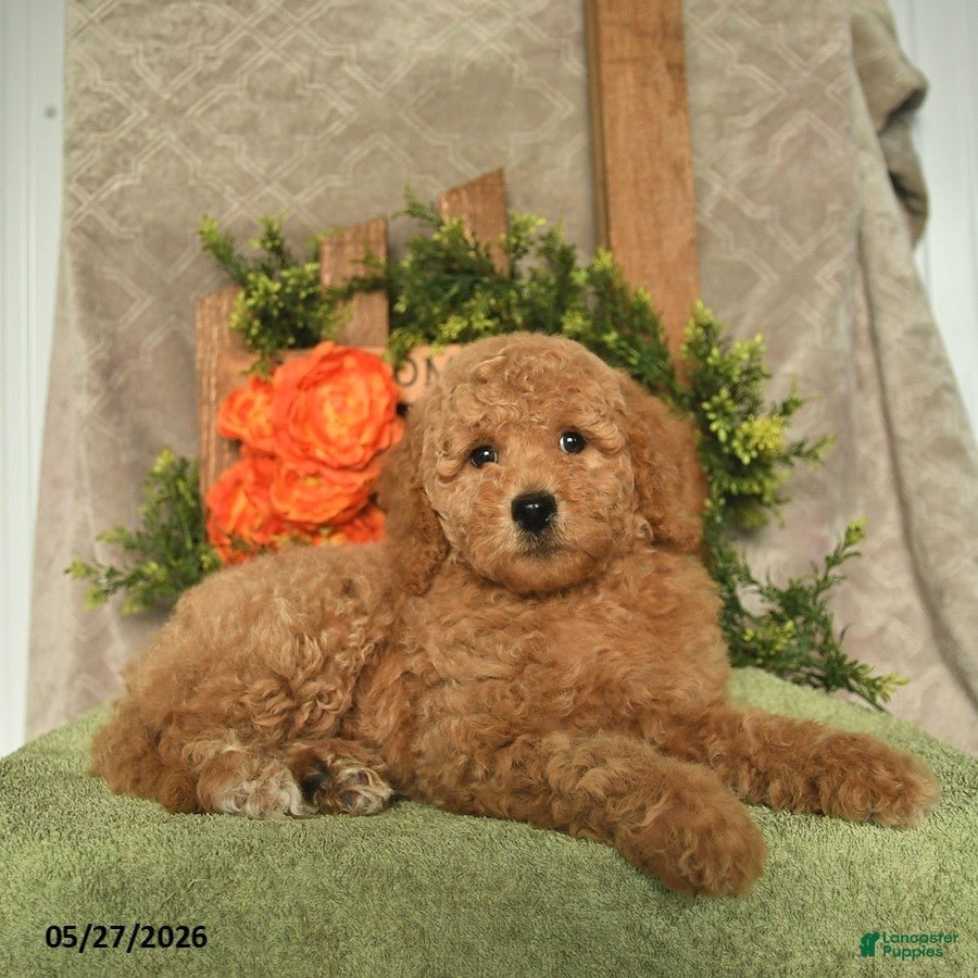 Mini Goldendoodle dogs Ginger   - Ad 2