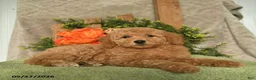 Mini Goldendoodle dogs for sale: Ginger   - Ad 2
