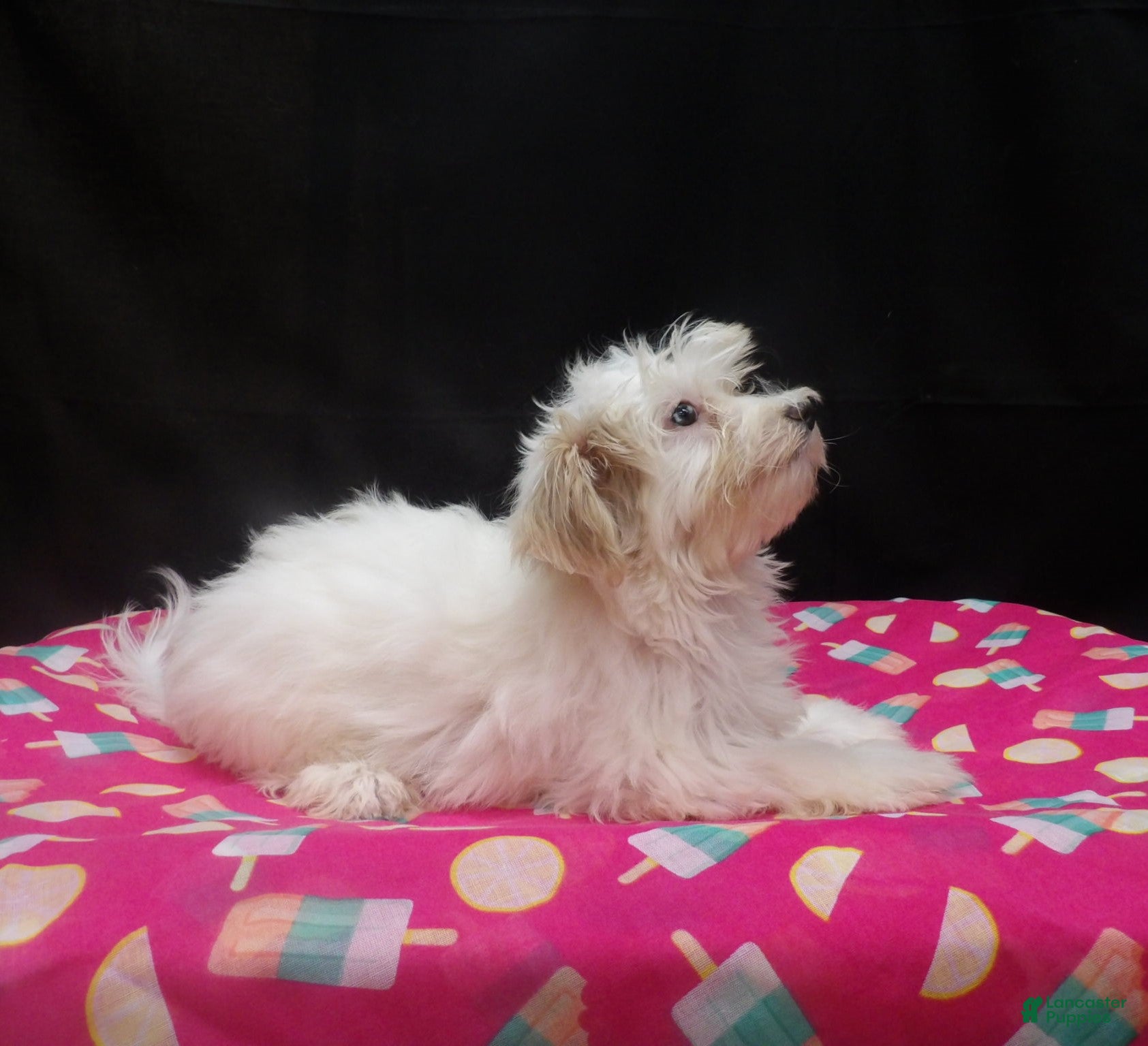 Maltipoo dogs for sale: Sage - Ad 30
