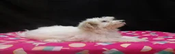 Maltipoo dogs for sale: Sage - Ad 1