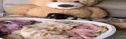 Cockapoo dogs for sale: Kim - Ad 6