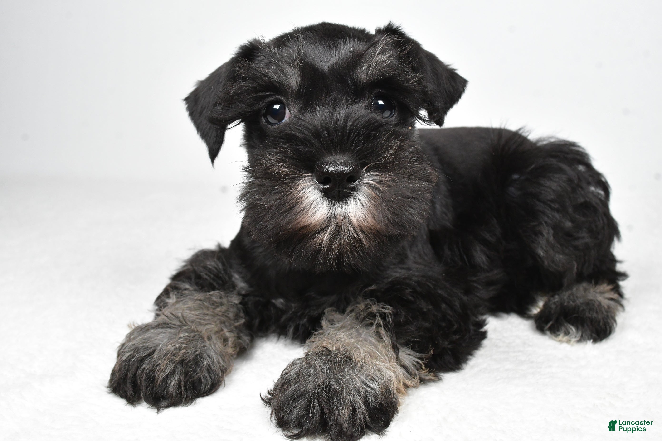 Miniature Schnauzer dogs Jodi - Ad 1
