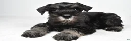 Miniature Schnauzer dogs for sale: Jodi - Ad 1
