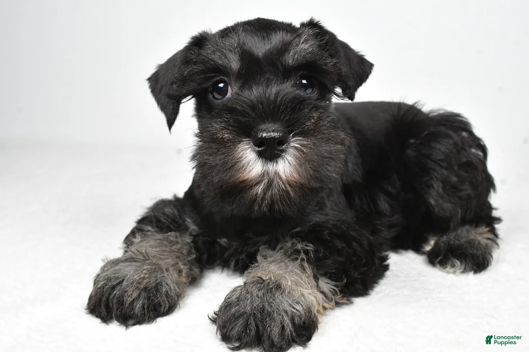 Miniature Schnauzer dogs for sale: Jodi - Ad 1