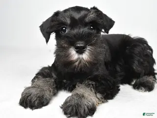 Miniature Schnauzer dogs for sale: Jodi - Ad 2