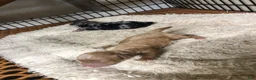 Toy Poodle dogs for sale: Stanley - Ad 10