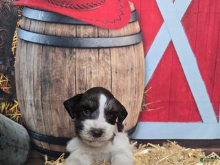 Miniature Schnauzer dogs - Ad 4