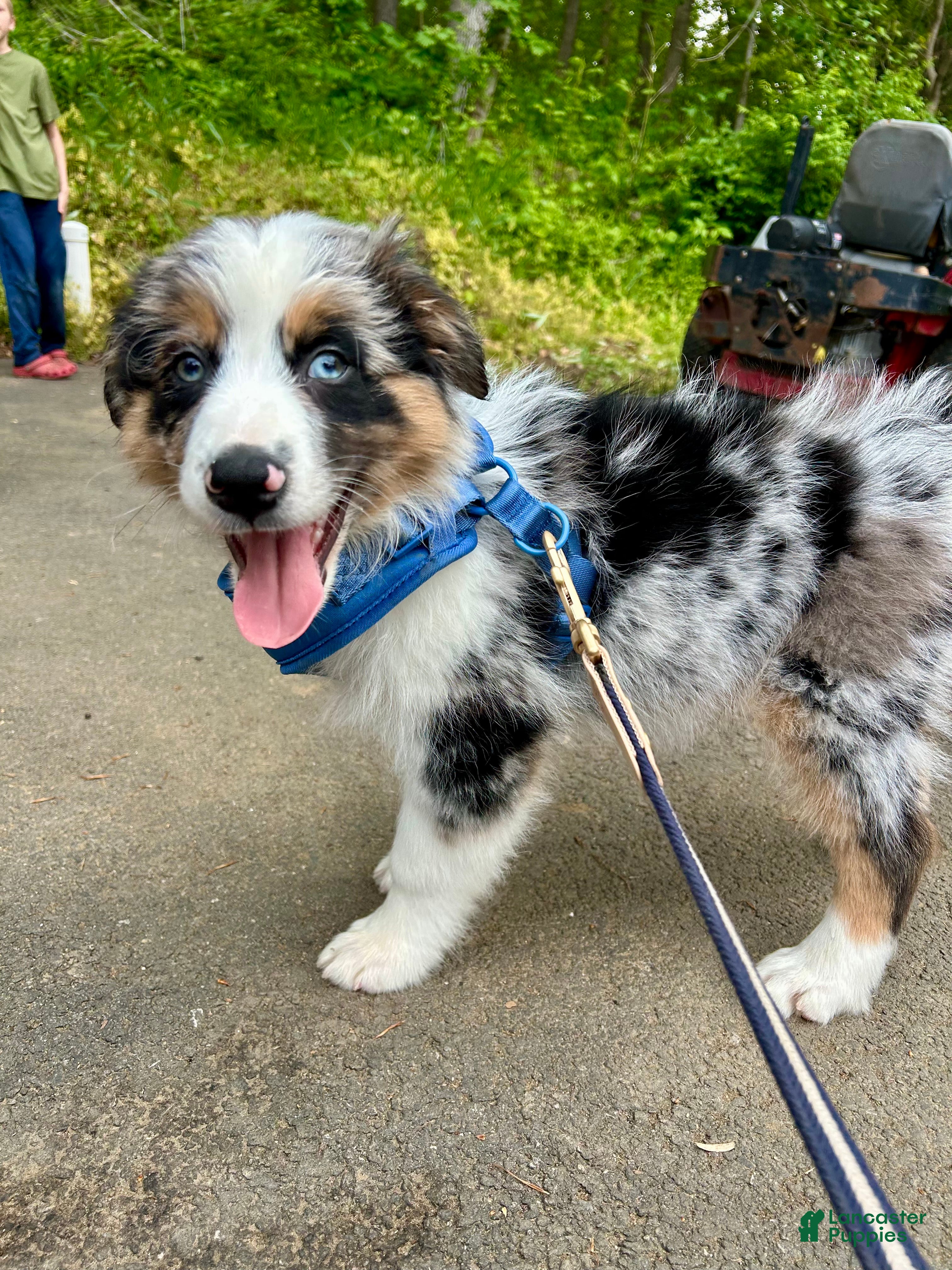Australian Shepherd dogs Diego - Ad 34