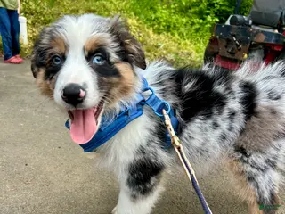 Australian Shepherd dogs Diego - Ad 31