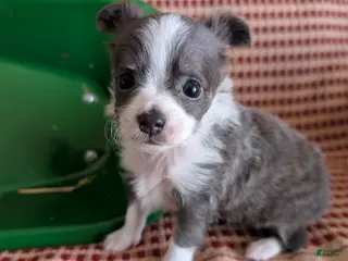 Chihuahua dogs Chihuahua Puppy 1 - Ad 2