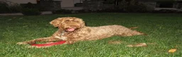 Portuguese Water Dog dogs for sale: Madelyn - Ad 19