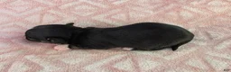 Chihuahua dogs for sale: AKC Charlotte - Ad 11