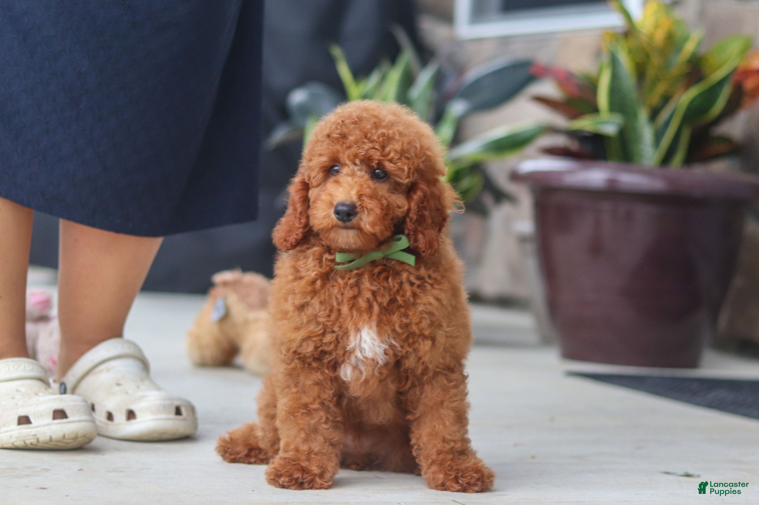 Miniature Poodle dogs Bo - Ad 2
