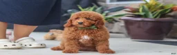 Miniature Poodle dogs for sale: Bo - Ad 2