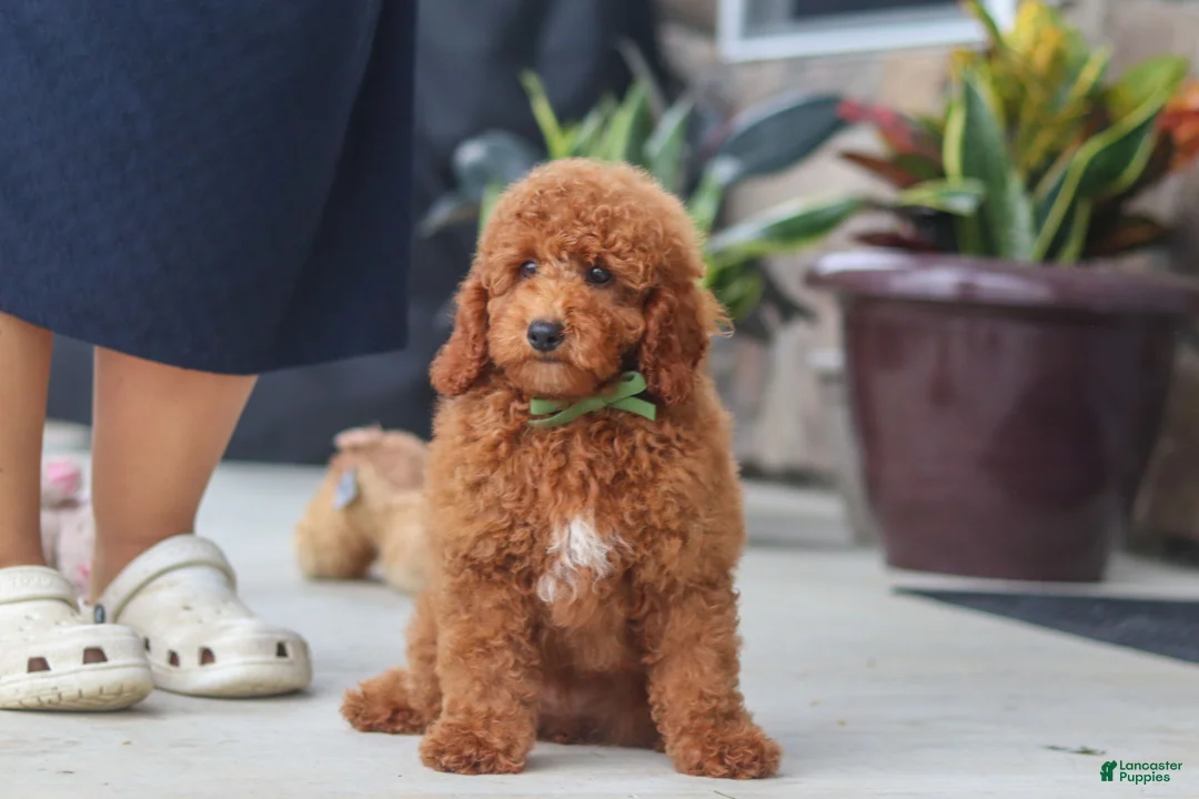 Miniature Poodle dogs for sale: Bo - Ad 2