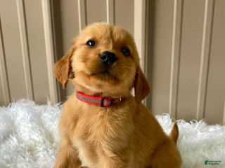 Golden Retriever dogs - Ad 11