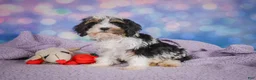 Cavapoo dogs for sale: Duke - Ad 8