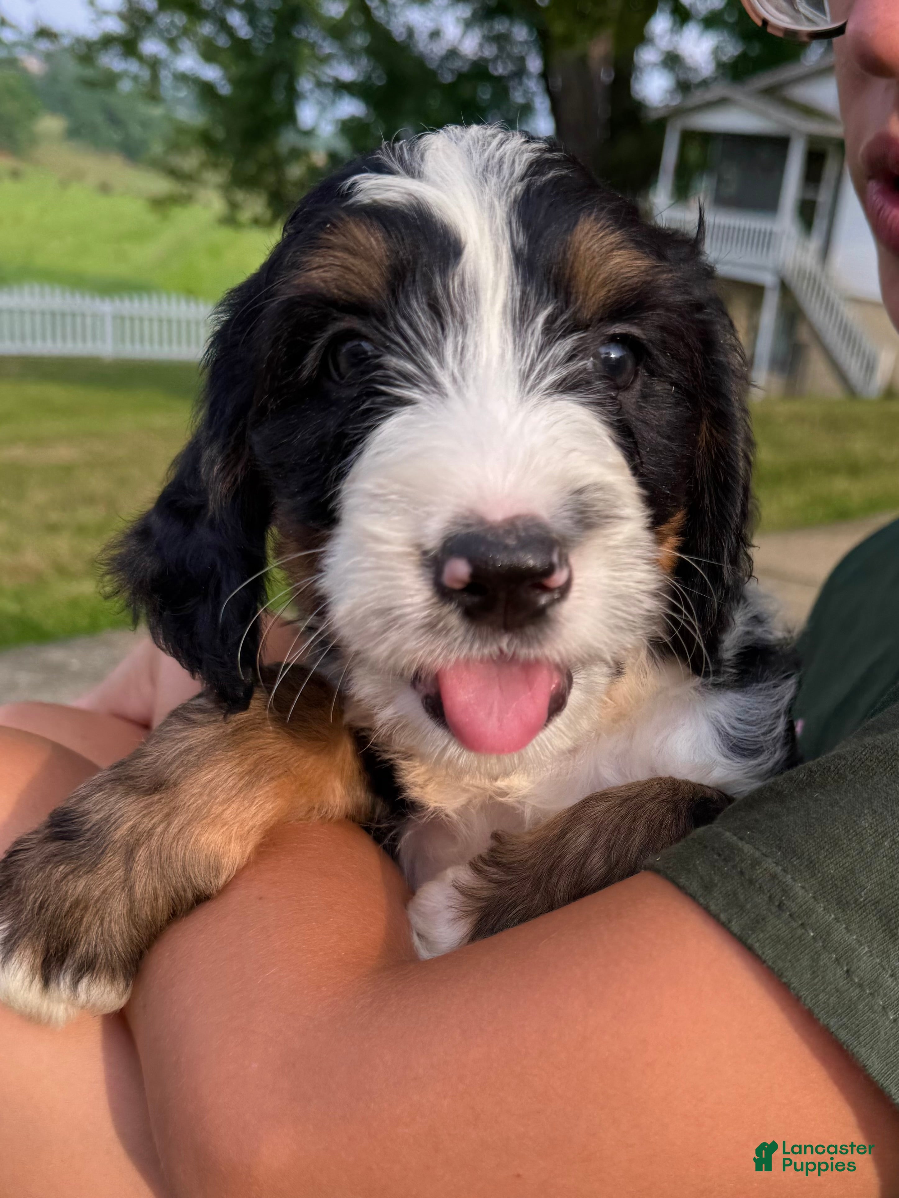 Bernedoodle dogs Ben - Ad 1