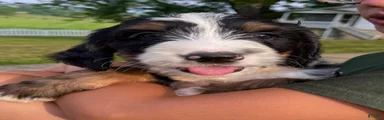 Ben