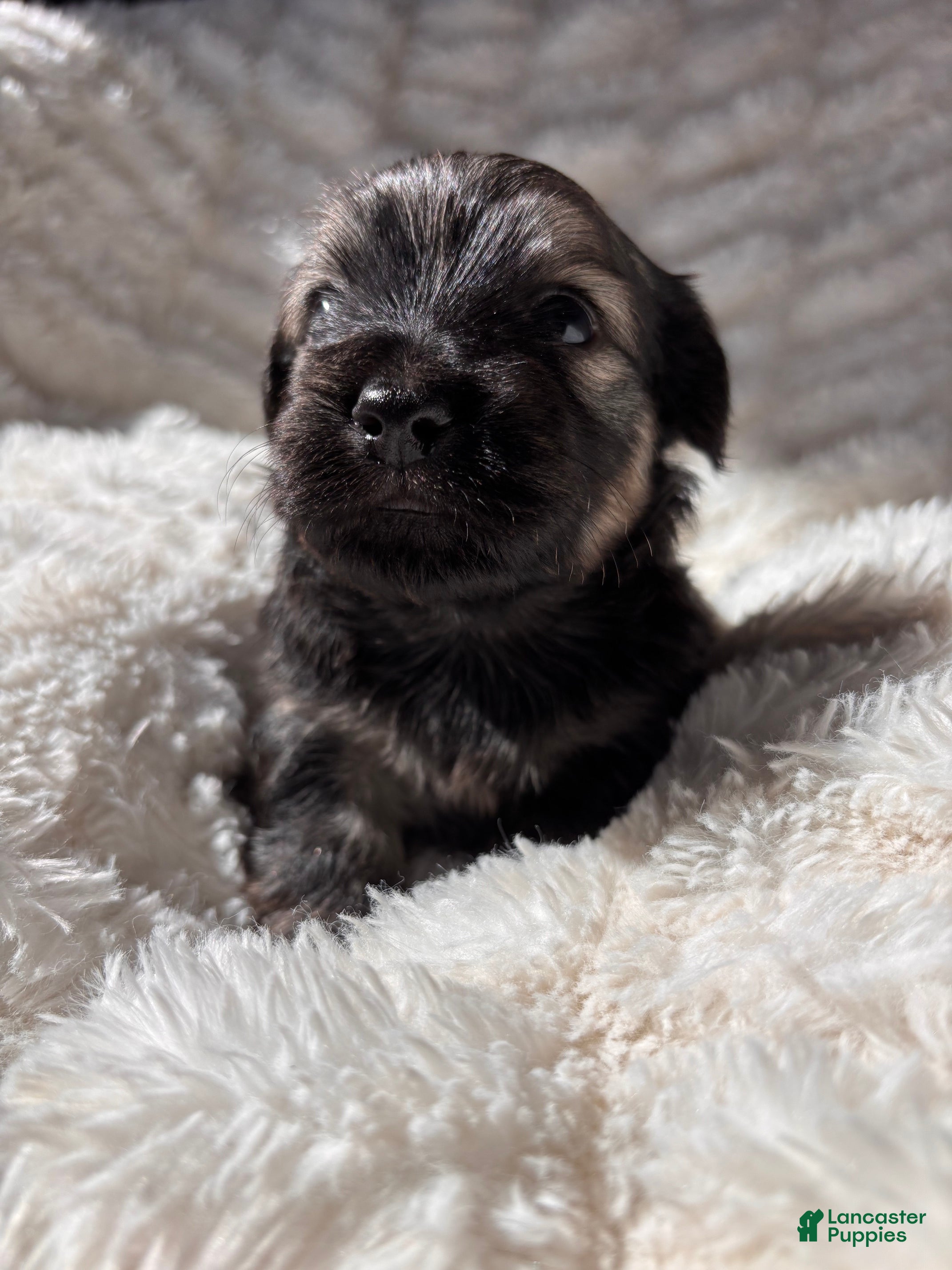 Havanese dogs Toto - Ad 40