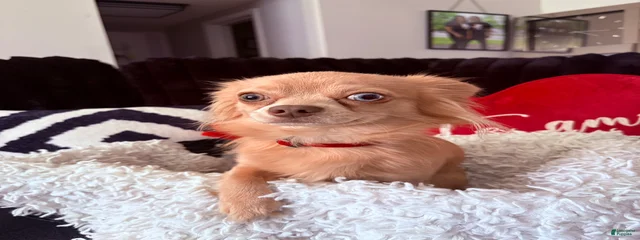Biscuit 