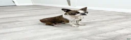 Boston Terrier dogs for sale: Finn - Ad 6