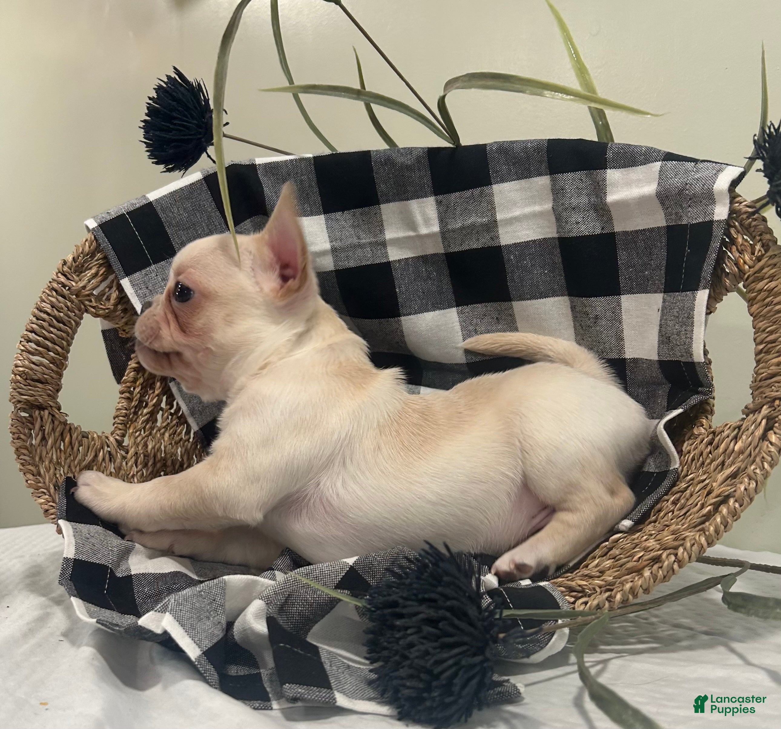 Frug dogs Cannoli - Ad 2