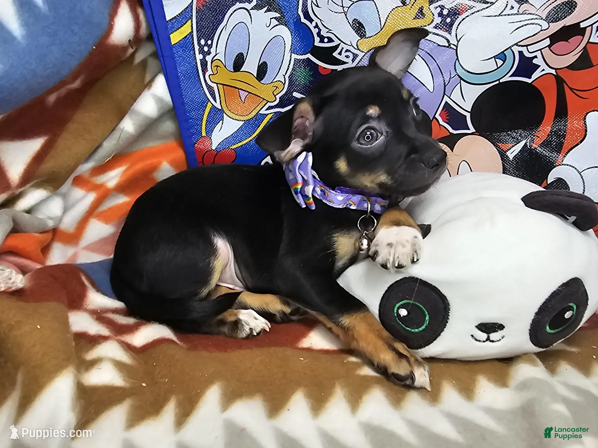 Chihuahua dogs Hawk-Eye (Tri-color) - Ad 20