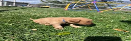 Golden Retriever dogs for sale: Jake (blue) - Ad 8