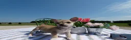 Chihuahua dogs for sale: Chihuahua 5 Sheba - Ad 2