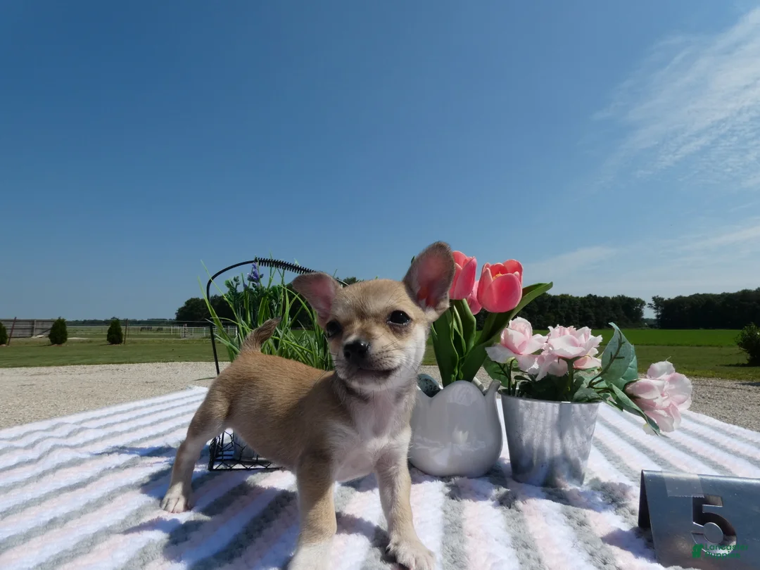 Chihuahua dogs for sale: Chihuahua 5 Sheba - Ad 2
